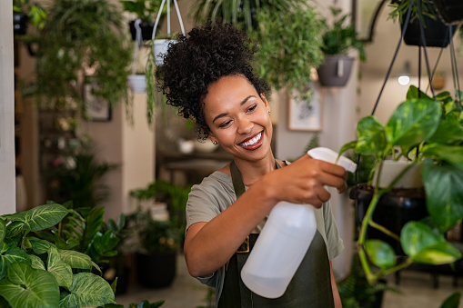 Beautiful young black florist taking care of plants while spraying it with water. African american owner working and spraying water plants in store. Happy and smiling florist wearing apron and watering plants in shop.