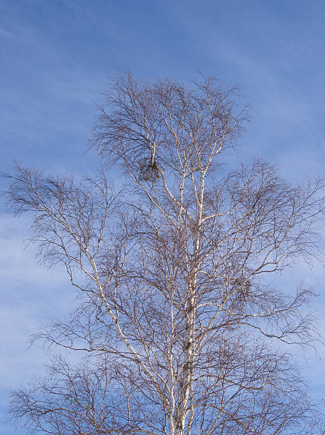 istock Branches of a birch against the sky 136950970