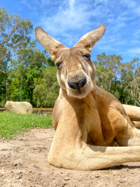 Close-up of Big red Kangaroo  looking over his shoulder at the camera. Looking very manly. Blue sky and trees in background.  Gold Coast Queensland Australia Kangaroo looking over his should into the camera. eastern gray kangaroo stock pictures, royalty-free photos & images
