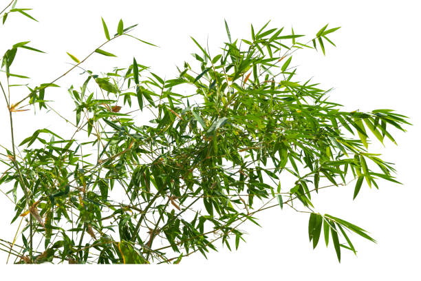 istock Bamboo leaves, isolated on white background. Fresh, green bamboo 1369513000