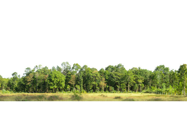 istock Green trees isolated on white background. Forest and foliage in summer. 1369513308