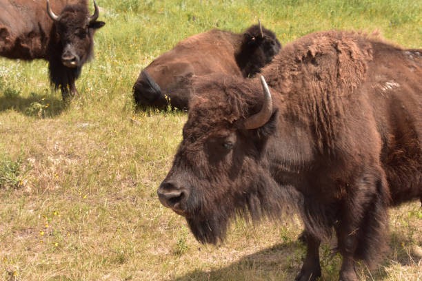 istock Small Bison Herd Standing Together on a Summer Day 1369513666