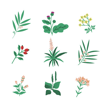 Medicine herb simple vector set