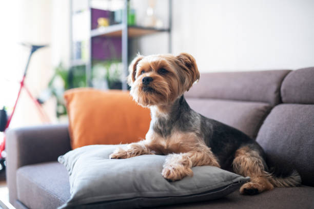 istock Portrait of adorable Yorkshire terrier. 1369519313