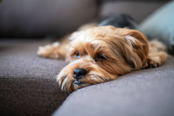 Close up portrait of adorable Yorkshire terrier at home.
