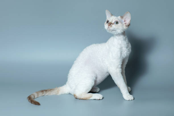 забавный кот породы девон рекс сидит на синем фоне - domestic cat gray kitten paw стоковые фото и изображения