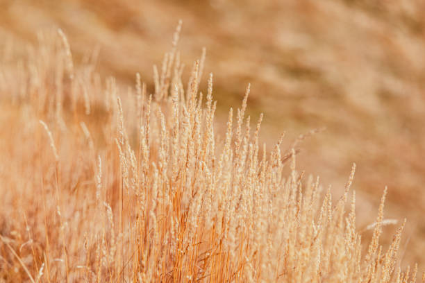 istock Dried autumn grass on the slope under the bright sun (Selective focus, bokeh) 1369520480