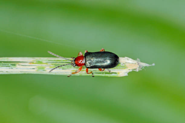 Cereal leaf beetle (Oulema melanopus  duftschmidi) on the cereal leaf. It is a significant cereals pest.
