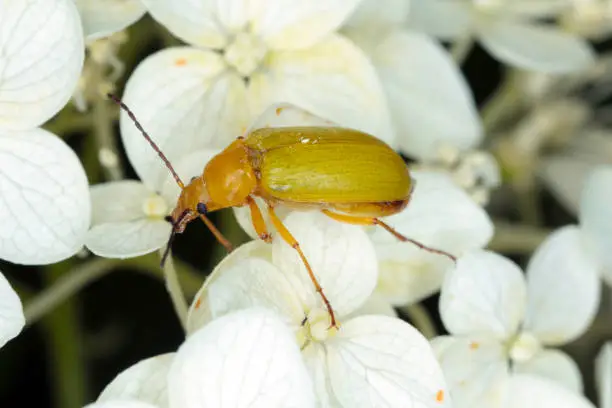 Sulphur Beetle; Cteniopus sulphureus feeding on flower.