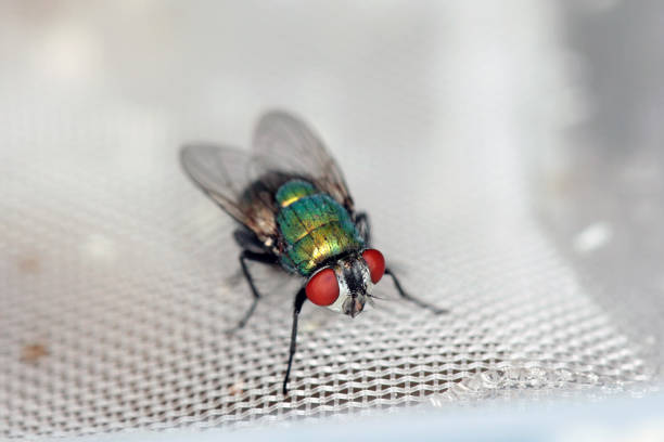 istock Fly Lucilia caesar common greenbottle blowfly Diptera in close up view while laying eggs. 1369520635