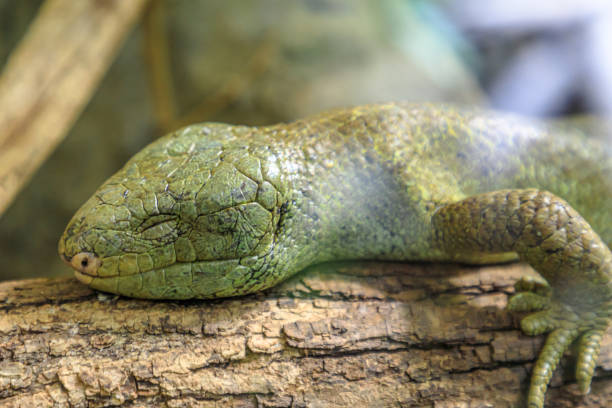 Viviparous Animals Stock Photos, Pictures & Royalty-Free Images - iStock Viviparous Animals Stock Photos, Pictures & Royalty-Free Images - iStock