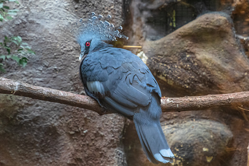 Victoria crowned pigeon resting on a tree. Goura victoria species native to the New Guinea.