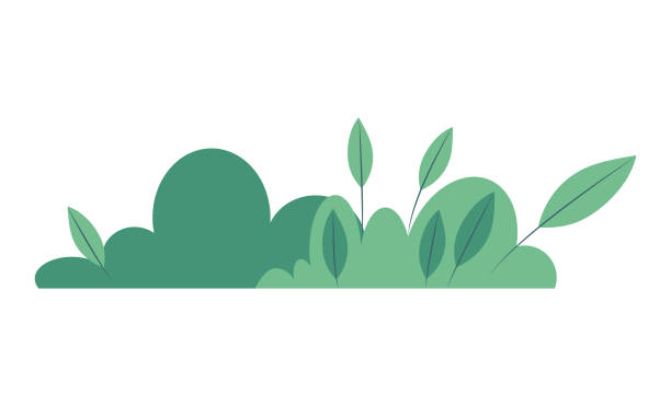 Semak Vector 790+ Semak Belukar Ilustrasi, Grafik Vektor, & Clip Art Bebas Royalti ...
