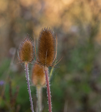 Wild Teasel in the meadow in autumn.