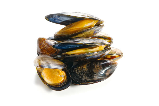 istock Boiled mussel isolated on a white background. deliciousness 1369522126