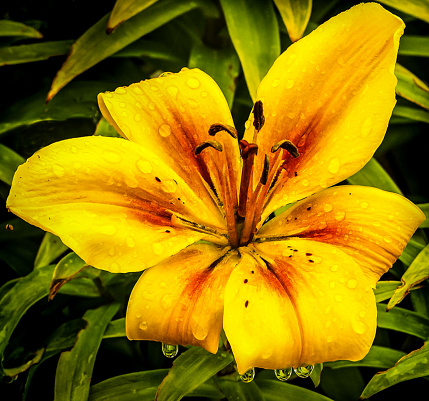 Orange Tiger Lily