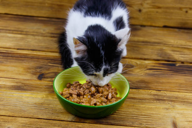 Kitten eating his food from ceramic bowl on wooden floor stock photo
