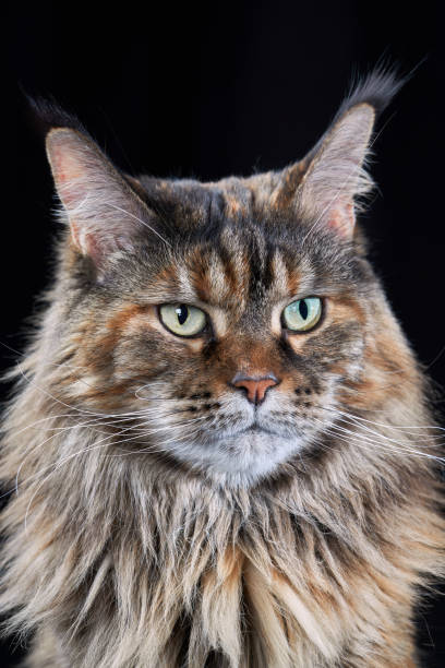 istock Studio portrait large Maine Coon cat isolated on black background 1369522398
