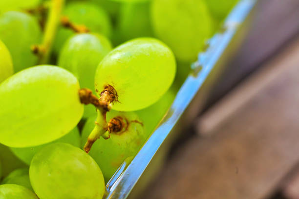 Close-up of grapes with copy space