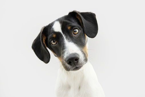 Portrait bodeguero puppy dog tilting head side. Isolated on gray white background