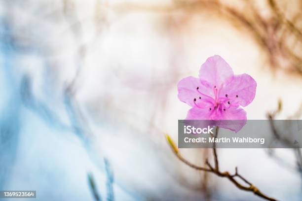 Rhododendron Mucronulatum Blossom Stock Photo - Download Image Now - Azalea, Flower, Close-up