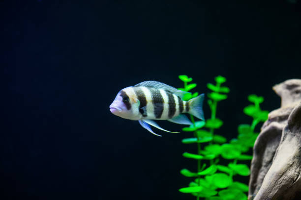 frontosa fish in aquarium. cyphotilapia foreheaded (cyphotilapia frontosa) - cyphotilapia frontosa imagens e fotografias de stock