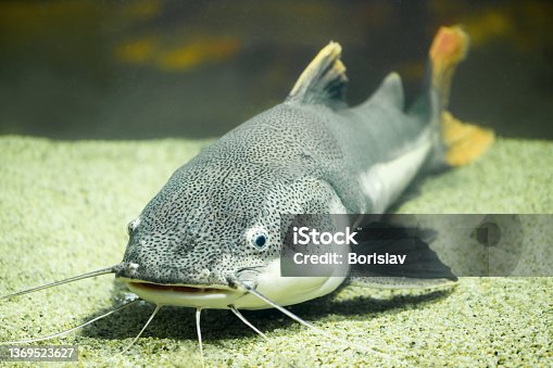 3,900+ The Sea Catfish Stock Photos, Pictures & Royalty-Free Images - iStock