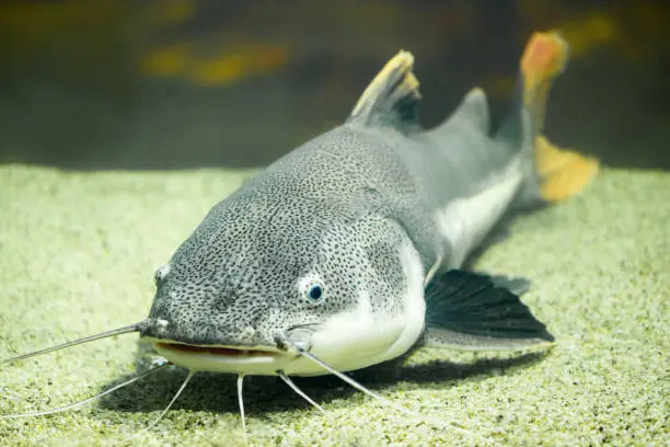 Photo of Red tailed catfish in aquarium. (Phractocephalus hemioliopterus). Freshwater fish