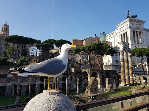 Seagull on the background of the famous architectural landmark of Rome.
