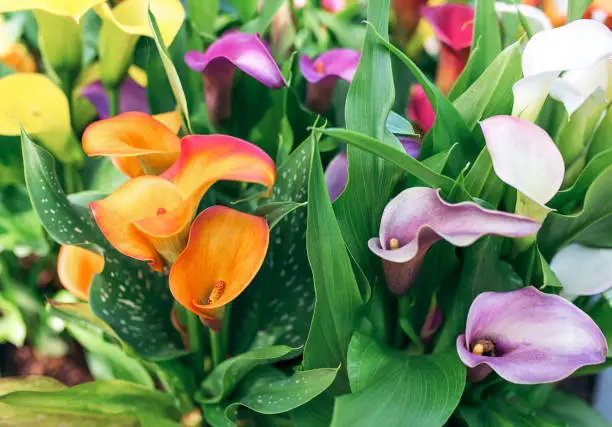 Photo of Amazing blooming colorful calla lilies pattern. Nature, flowers, spring, wedding, style concept