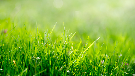 Spring or summer with grass field and nature green background.