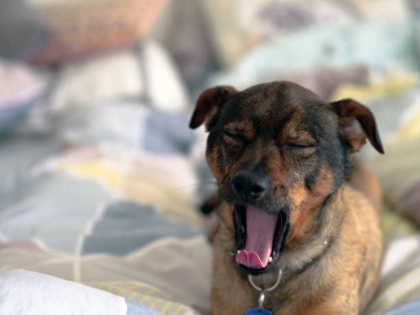 istock Cute dog is lounging in bed 1369527157