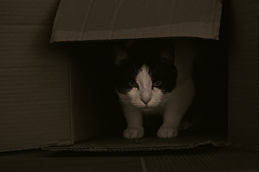 Tabby cat peeking out of a cardboard box and looking curious around at night