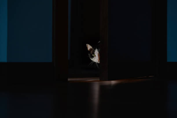 istock Cat peeking out behind the door at night 1369527354