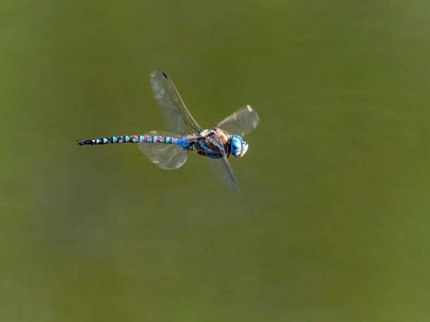A blue dragonfly battles with a brown leopard winged dragonfly for position on a stick