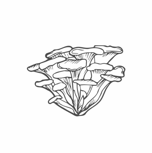 낙서 마이타케 버섯 손으로 그린 벡터 스케치, 흰색에 고립 - 잎새버섯 stock illustrations