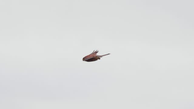 4K Cinematic slow motion wildlife shot of a falcon flying in the sky (4).