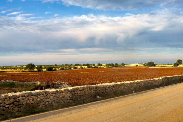 Country landscape in June between Bitonto and Conversano, Bari province, Apulia, Italy