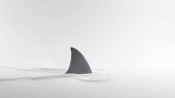 pinna di squalo su bianco con increspature - squalo foto e immagini stock
