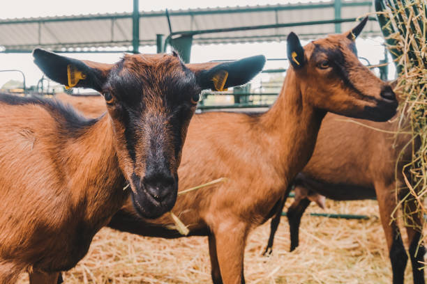istock Domestic goat in goat pen 1369531814