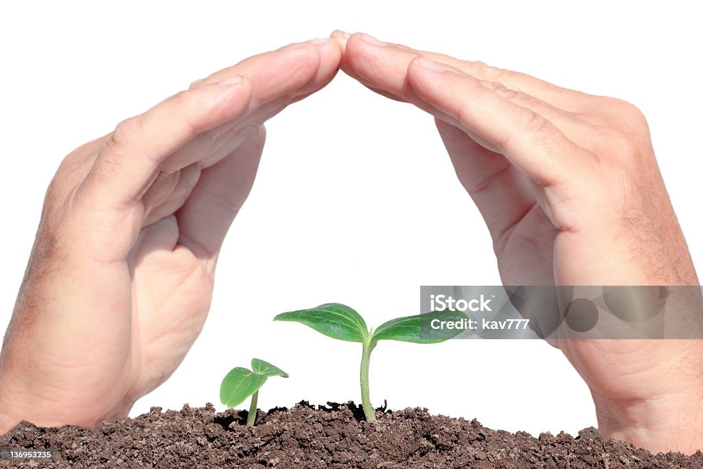 Planta en manos de protección pequeña - Foto de stock de Agricultura libre de derechos