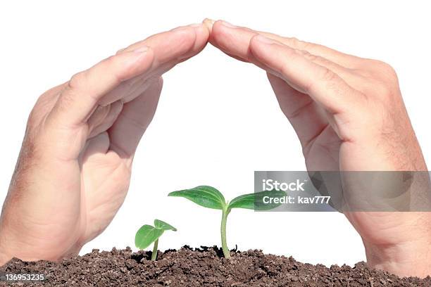 Foto de Pequenas Plantas Protegidos Mãos e mais fotos de stock de Agricultura - Agricultura, Crescimento, Cultivado