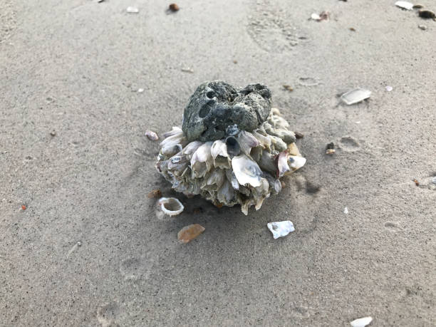 Razor Sharp Barnacles 210+ Sharp Barnacles Stock Photos, Pictures & Royalty-Free Images - iStock