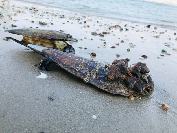 istock Barnacle attached to a shell on the beach in Thailand. 1369532888