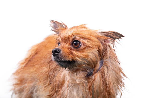 istock Wet funny Orange Pomeranian Spitz. 1369532909