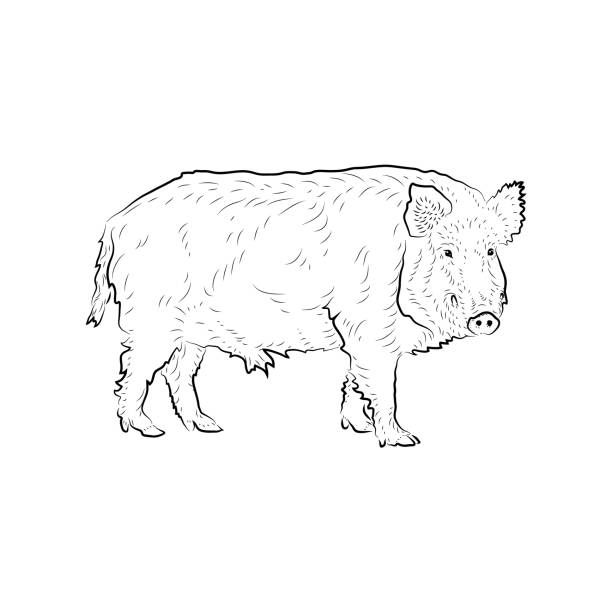 ilustrações, clipart, desenhos animados e ícones de esboço de javali à procura. - wild boar