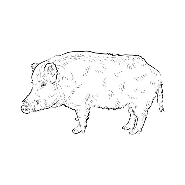 bildbanksillustrationer, clip art samt tecknat material och ikoner med sketch of boar. - wild boar