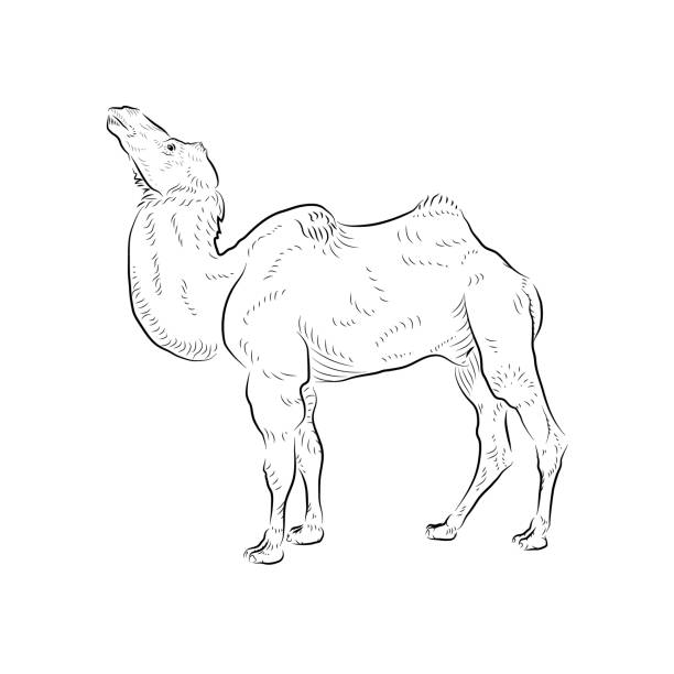 Sketch. Camel looking up. Handmade. Sketch. Camel looking up. Handmade. dromedary camel stock illustrations