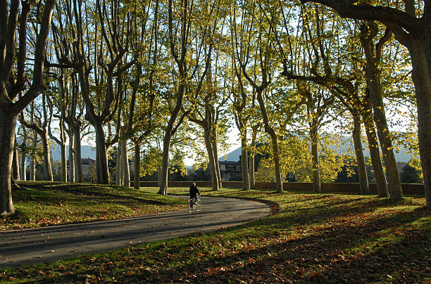 A male cyclist on a road through a grove of plane trees in Lucca, Tuscany, early evening.