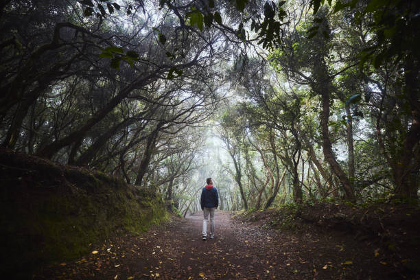istock Man on footpath in foggy forest 1369536112